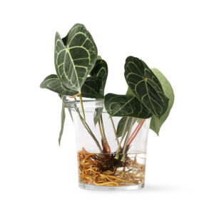 Transparent Solid Glass Plant Display Planter